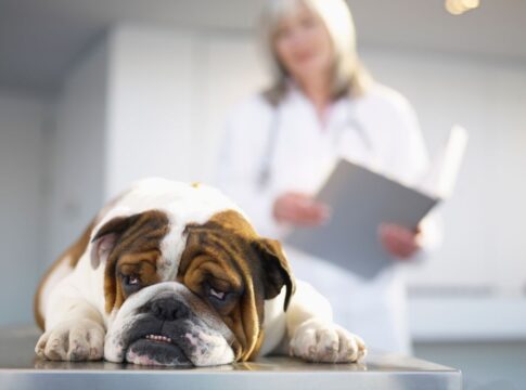 veterinaria-alerta-para-riscos-da-dirofilariose,-doenca-fatal-aos-pets
