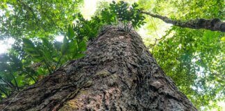 mudanca-climatica:-gigantes-da-amazonia-podem-ajudar-cientistas