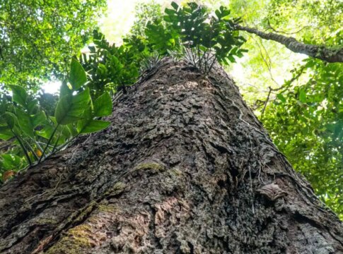 mudanca-climatica:-gigantes-da-amazonia-podem-ajudar-cientistas