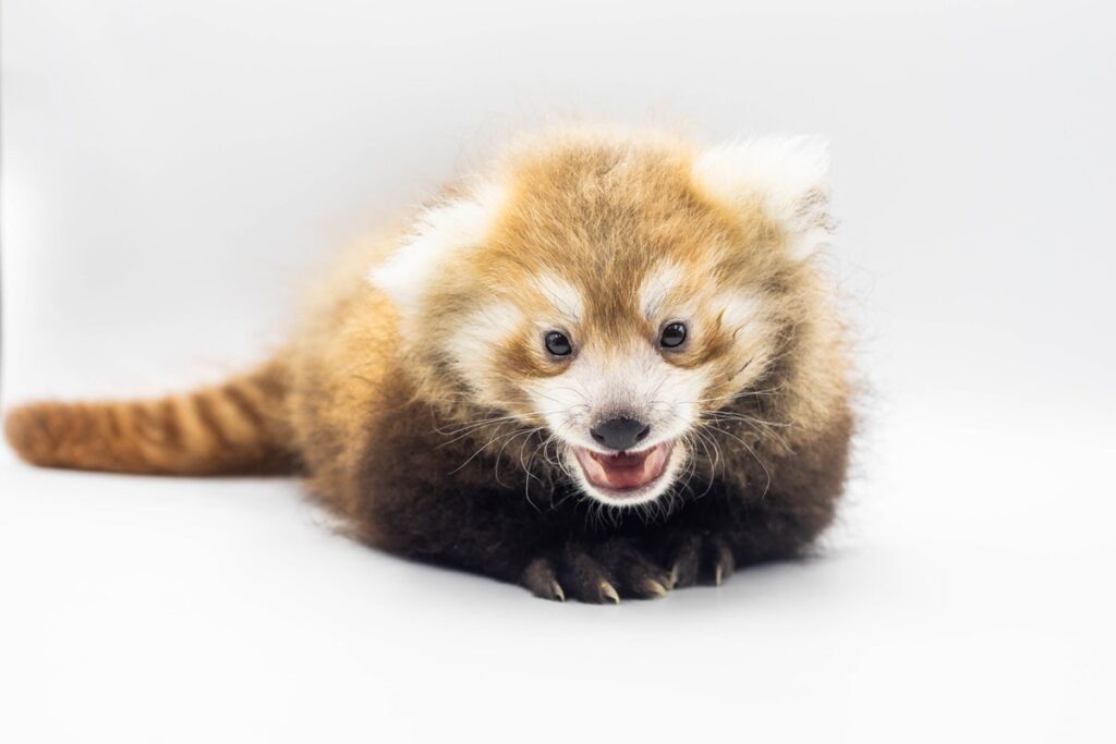 alerta-de-fofura!-panda-vermelho-quase-extinto-nasce-em-zoo-nos-eua