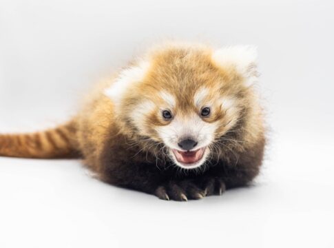 alerta-de-fofura!-panda-vermelho-quase-extinto-nasce-em-zoo-nos-eua
