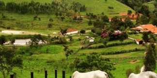 onca-invade-sitio,-mata-2-bezerros-e-uma-vaca,-e-continua-a-solta-no-df