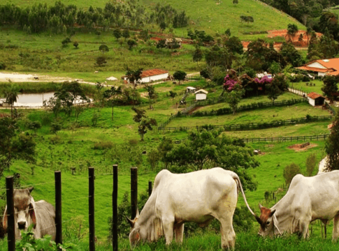 onca-invade-sitio,-mata-2-bezerros-e-uma-vaca,-e-continua-a-solta-no-df