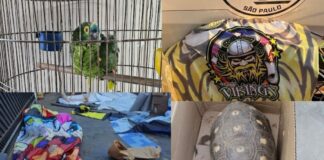 pm-e-mpsp-apreendem-baloes-e-animais-silvestres-no-interior-de-sp