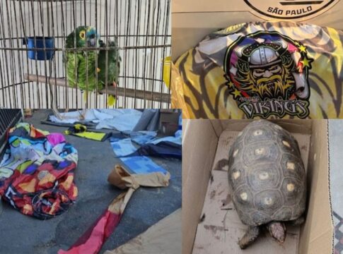 pm-e-mpsp-apreendem-baloes-e-animais-silvestres-no-interior-de-sp