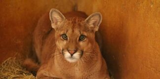 zoo-de-brasilia-prepara-retorno-da-onca-parda-farofa-a-natureza