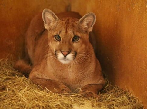 zoo-de-brasilia-prepara-retorno-da-onca-parda-farofa-a-natureza