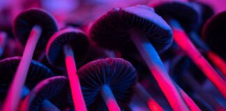 morte-de-universitario-pode-estar-ligada-a-bando-dos-“cogumelos-magicos”