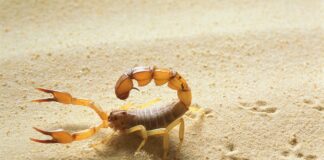 se-achei-um-escorpiao-em-casa,-vou-achar-outros?-biologo-responde