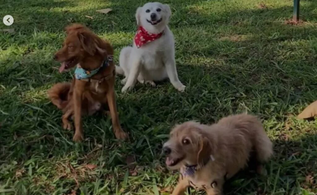 protetora-morreu-junto-com-seus-tres-caes-em-acidente-na-br-040