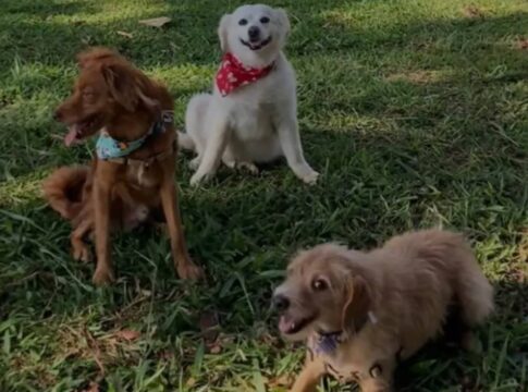 protetora-morreu-junto-com-seus-tres-caes-em-acidente-na-br-040