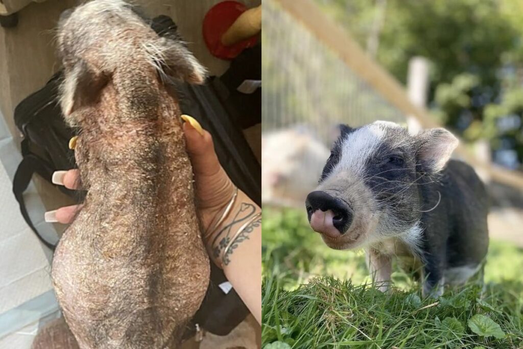 porquinho-resgatado-sem-pelos-vira-o-mascote-mais-fofo-do-santuario