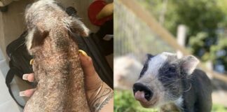 porquinho-resgatado-sem-pelos-vira-o-mascote-mais-fofo-do-santuario