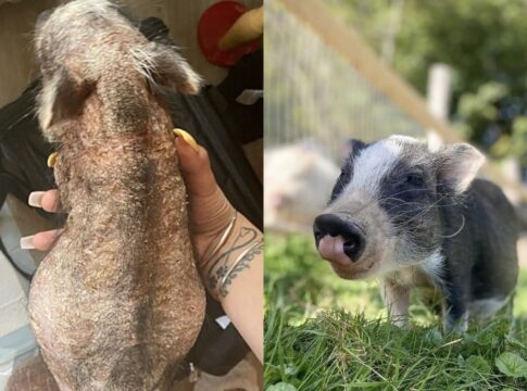 porquinho-resgatado-sem-pelos-vira-o-mascote-mais-fofo-do-santuario