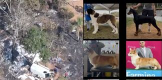policia-descobre-desmanche-ilegal-ligado-a-sequestro-de-6-caes-em-sp