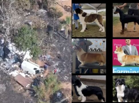 policia-descobre-desmanche-ilegal-ligado-a-sequestro-de-6-caes-em-sp
