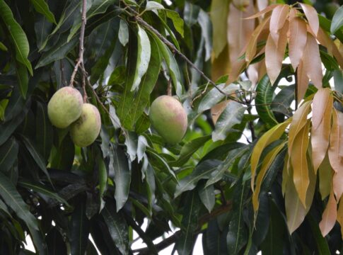 cha-anti-inflamatorio-diminui-acucar-no-sangue-e-fortalece-imunidade