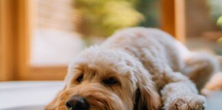 quais-habitos-nunca-fazer-ao-deixar-o-cachorro-sozinho-em-casa
