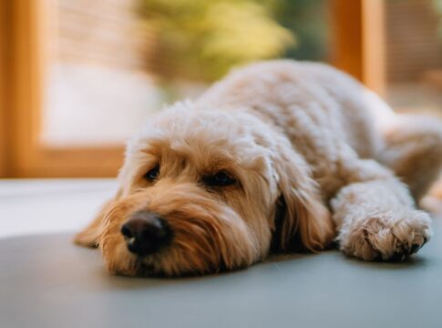 quais-habitos-nunca-fazer-ao-deixar-o-cachorro-sozinho-em-casa