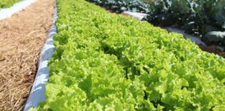 crise-climatica-ameaca-cultivo-de-alface-em-campo-aberto,-diz-embrapa
