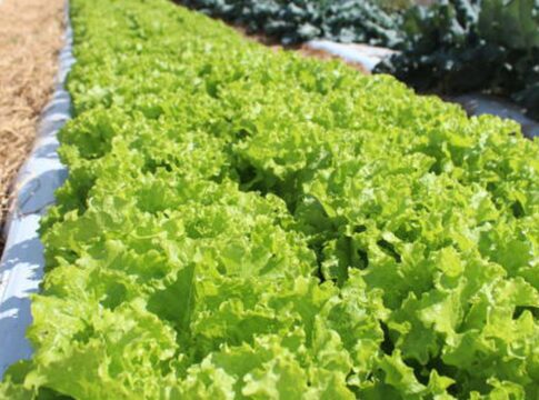 crise-climatica-ameaca-cultivo-de-alface-em-campo-aberto,-diz-embrapa