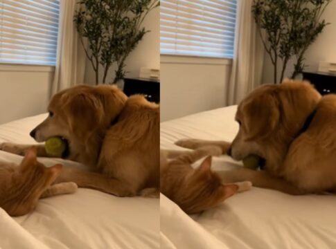 apos-6-meses-em-luto-por-irmao,-cao-golden-retriever-volta-a-brincar