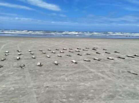 em-8-dias,-135-pinguins-sao-encontrados-mortos-em-praias-de-sao-paulo