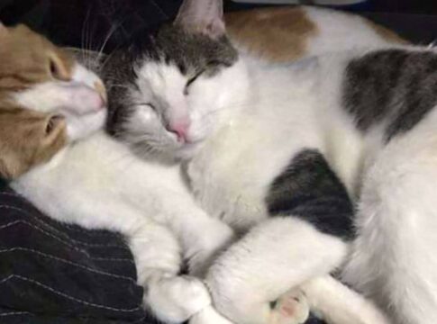 por-que-os-gatos-dormem-tanto?-entenda-o-habito-comum-entre-felinos