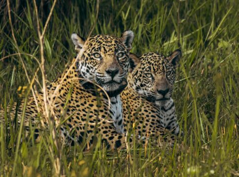 premierpet-e-oncafari-recebem-premio-por-campanha-pelo-pantanal