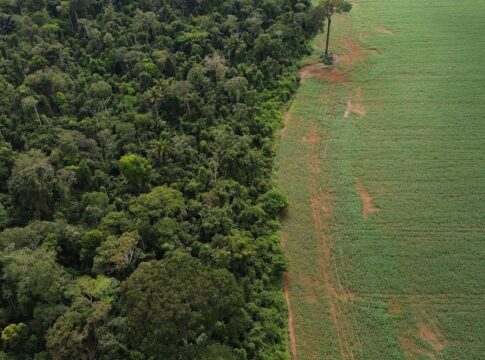 estados-e-df-devem-padronizar-autorizacao-de-supressao-de-vegetacao