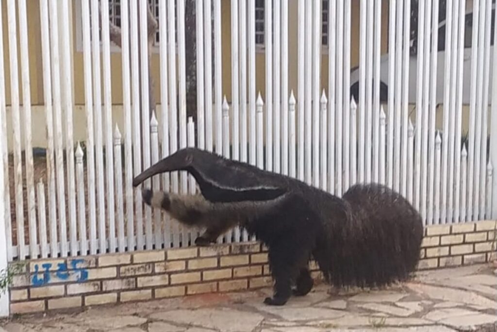 tamandua-flagrado-tentando-“invadir”-casa-no-df-e-solto-na-natureza