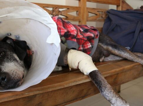 camara-aprova-projeto-que-tipifica-exercicio-ilegal-da-veterinaria