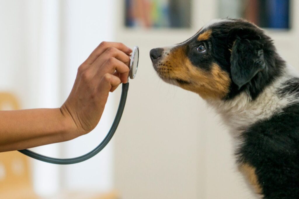 camara-aprova-tornar-crime-exercicio-ilegal-da-medicina-veterinaria