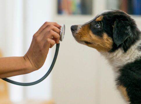 camara-aprova-tornar-crime-exercicio-ilegal-da-medicina-veterinaria