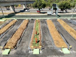 sao-paulo-ganha-mais-um-patio-que-transforma-sobras-de-feira-em-adubo
