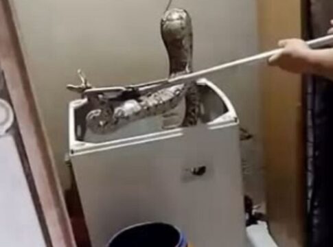 jiboia-e-resgatada-dentro-de-maquina-de-lavar-no-rio-de-janeiro.-video