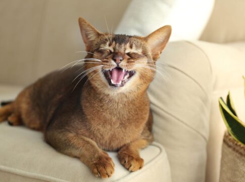 descubra-os-5-pilares-para-manter-o-ambiente-ideal-para-o-seu-gato