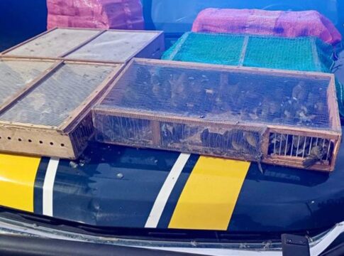 homem-e-preso-com-mais-de-1-mil-aves-silvestres-no-rj;-180-morreram