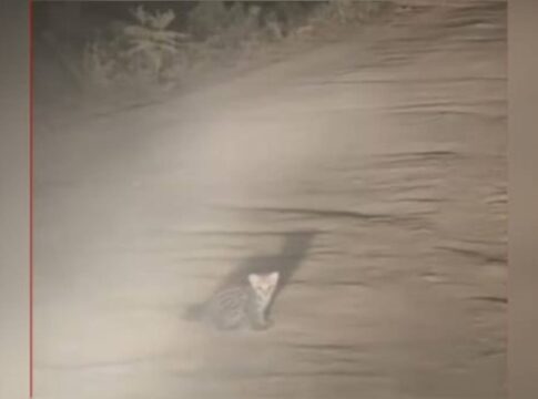bebe-jaguatirica-e-visto-perdido-ate-chegada-da-mae-em-estrada.-video