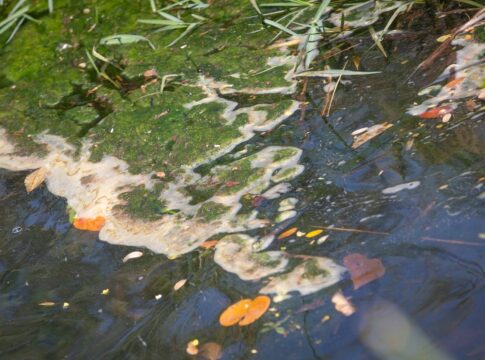 dano-ambiental:-abatedouros-sem-licenca-no-df-ameacam-rio-melchior