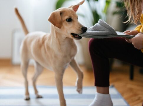 seu-cachorro-destroi-objetos-em-casa?-saiba-por-que-e-como-evitar