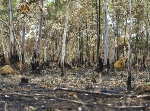 ano-de-2025-e-quinto-com-maior-area-atingida-por-queimadas-ate-agosto