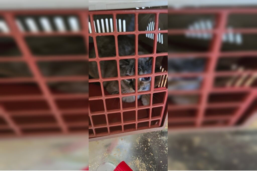 “ap-do-terror”:-mulher-e-presa-por-maus-tratos-a-gatos-em-aguas-claras