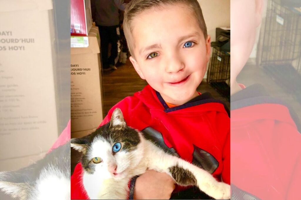 almas-gemeas:-garoto-com-heterocromia-adota-gato-com-a-mesma-condicao