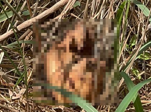 macabro:-policia-acha-cadaver-e-ossadas-em-cemiterio-do-crime