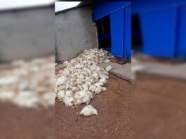 problemas-de-energia-na-df-140-colocam-granjas-em-risco
