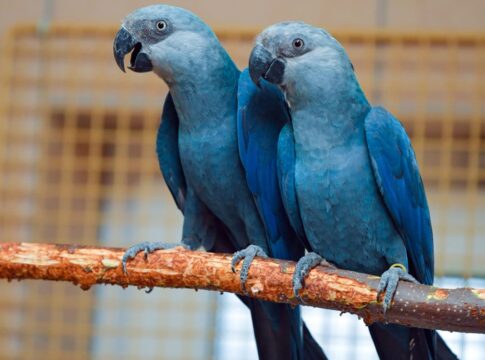 como-funcionam-os-projetos-de-reintroducao-de-especies-em-extincao
