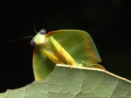amazonia:-pesquisa-inedita-revela-continente-invisivel-de-insetos