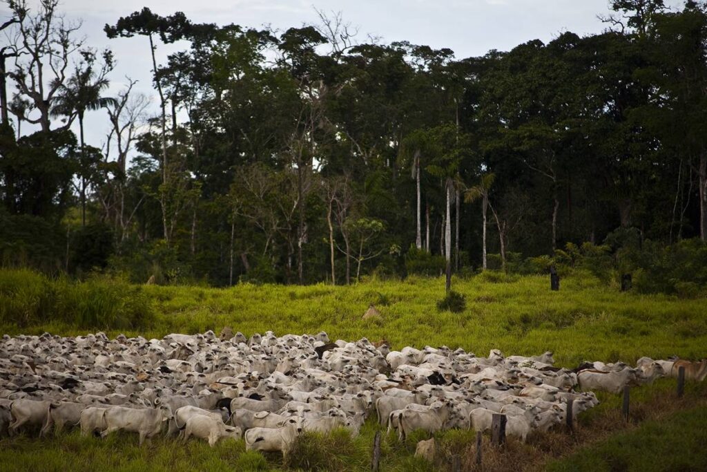 mapbiomas:-amazonia-perdeu-52-milhoes-de-hectares-nativos-em-40-anos
