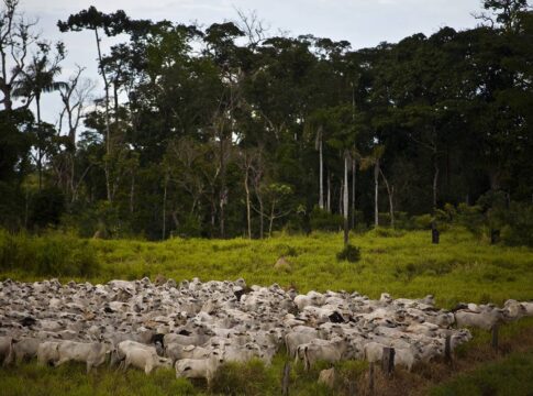 mapbiomas:-amazonia-perdeu-52-milhoes-de-hectares-nativos-em-40-anos